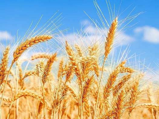 El Nino ve savaş kıskacında tarım piyasası: Fiyatlar sert yükseldi, buğday zirvede
