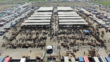 Türkiye’nin en büyüğünde bayram mesaisi: Kurban pazarında sıkı pazarlıklar başladı! 1 tonluk Tosun 400 bin TL'ye alıcı bekliyor
