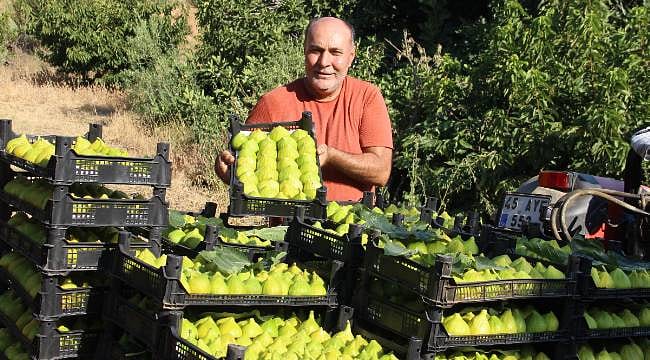 Dünyada sadece Türkiye’deki o 7 mahallede yetişiyor: Bu meyve çeşidine talep yağıyor