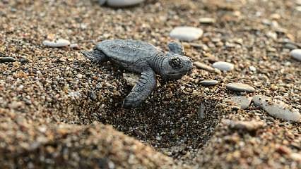 Antalya'da caretta carettaların yuvalarında yavru çıkışları sürüyor