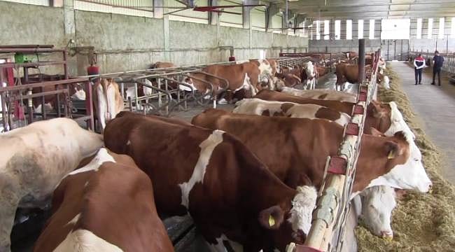 Devletten aldığı hibeyle modern bir tesis kurdu: 300 büyükbaş hayvanla günde 3 ton süt üretiyor