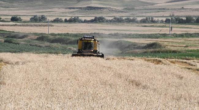 Yozgat'ta sezonun ilk arpa hasadı başladı: Yağışlar bereketi getirdi, çiftçinin yüzü güldü
