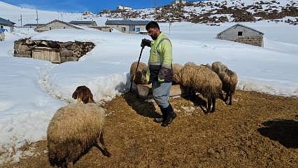 Rakım 4 bin, kar 2 metre: İşte Bitlisli besicinin bir günü