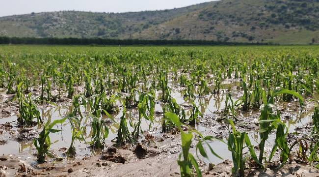 Adana'da tarım arazileri sular altında kaldı
