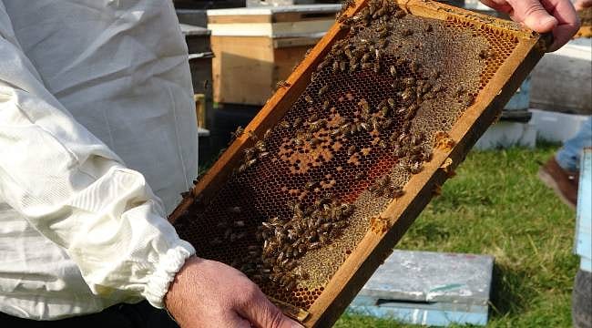 Türkiye’nin bal üssünde mesai başladı: 10 bin ailenin gözü yeni hasatta