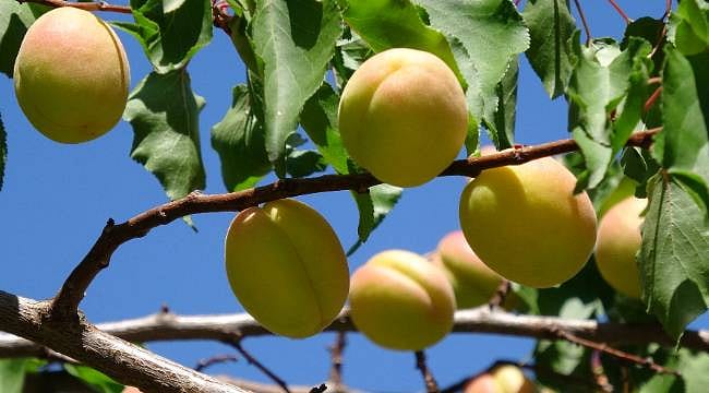 Dünya raflarına yolculuk başladı: Malatya kayısısında ihracat sezonu açıldı