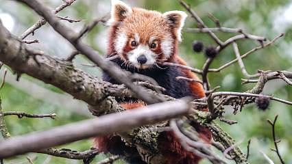 Kırmızı panda yavruları 8 aylık oldu: Yazın klimalı odada, Kışın da kar keyfi yapıyorlar