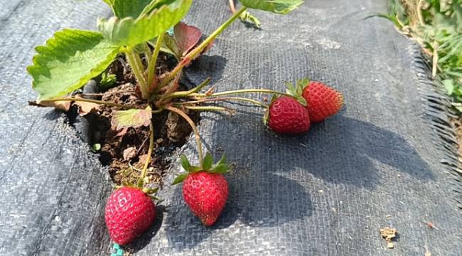 Hibe desteğiyle başladı, ilk yıl 1,2 ton çilek üretti