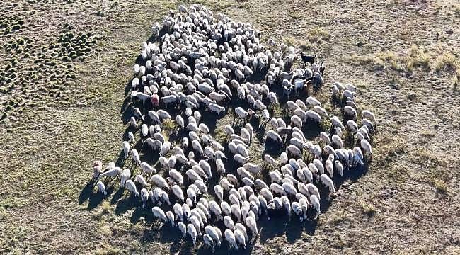 Aylık 150 bin TL maaş veriyorlar, yemeğini, yatacak yerini de karşılıyorlar ama yine de çoban bulamıyorlar