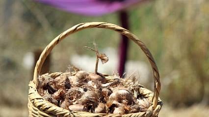 Kilosu 600 bin lirayı buluyor: Dünyanın en pahalı baharatında yeni sezon başladı