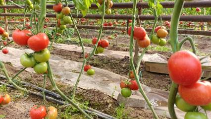 Simav’ın yer altı zenginliği sofralara taşınıyor: Eynal domatesi lezzetiyle fark yaratıyor