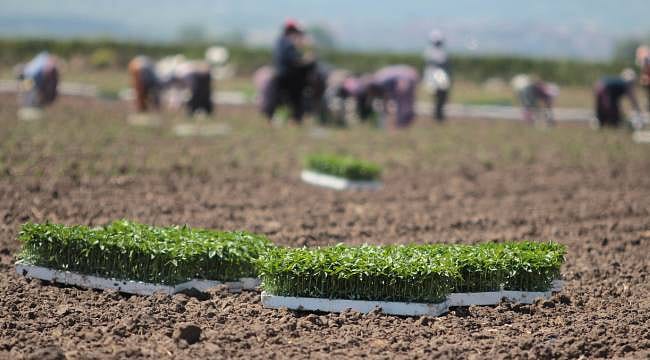 Karacabey Ovası’nda kapya biber mesaisi başladı