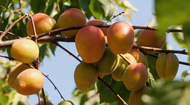 Mut'ta kayısı hasadı: Hedef 250 bin ton ile zirve