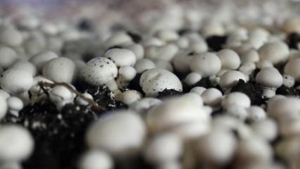 Öğretmenliği bıraktı, kendi İşinin patronu oldu: Ayda 60 ton mantar üretiyor