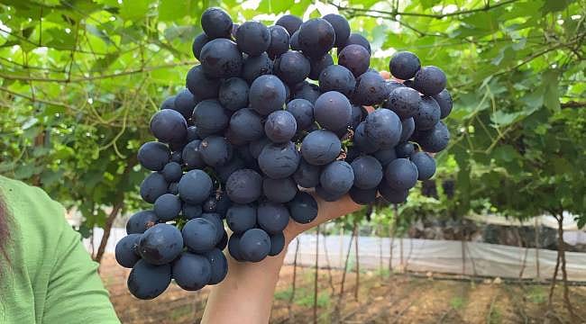Erdemli’nin siyah incisi görücüye çıktı: Kilogramı 250 TL
