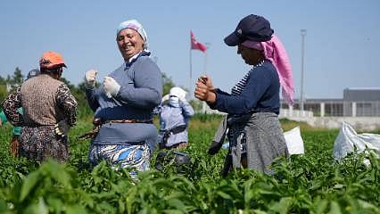 35 derece sıcaklıkta çalışma şekilleri şaşırttı: O ürünü oyun havasıyla topluyorlar