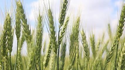 Kuraklık bitti, umutlar yeşerdi: Buğdayda rekor verim beklentisi