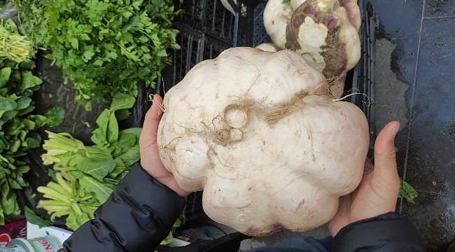 Görenler gözlerine inanamadı: Dev turp tam 4 kilogram geldi