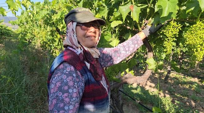 Sarıgöl'de bağlarda imece dayanışması