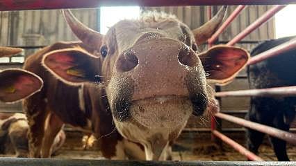 Detaylar: Kurbanlık fiyatlarında erken alım fırsatı: Vatandaş çiftliklerin yolunu tuttu