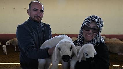 Muhasebeciliği bıraktı, hibeyle kendi sürüsünü kurdu: 103 koyun 800 oldu