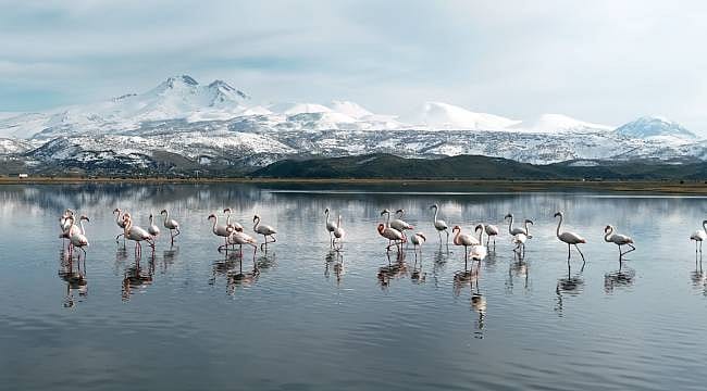 Kayseri’de Flamingo mevsimi başladı: Baharın ilk misafirleri dronla görüntülendi