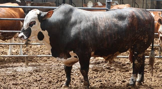Rekor fiyatla kurban pazarının gözdesi oldu: 1 tonluk boğa 500 bin TL