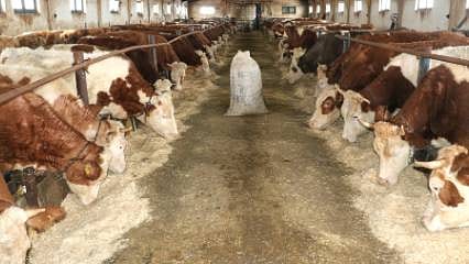 Yüzde 50 hibeyle kapasitesini neredeyse üçe katladı: 50’den 140 hayvana