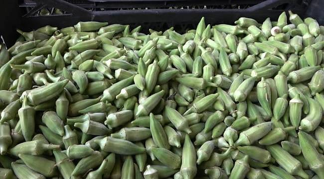 Osmaniye'de bamya hasadı 500 aileye ekmek kapısı oldu