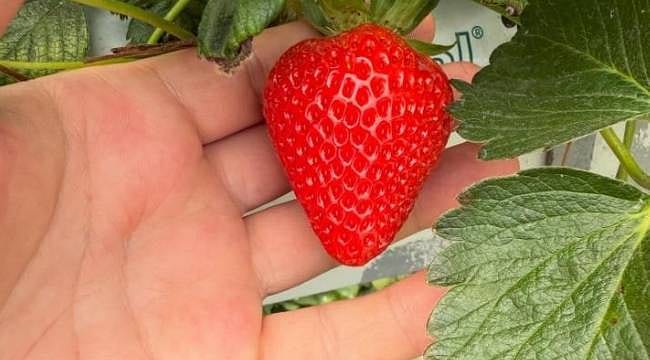 Bursa'da çilek hasadı başladı ama üretici dertli