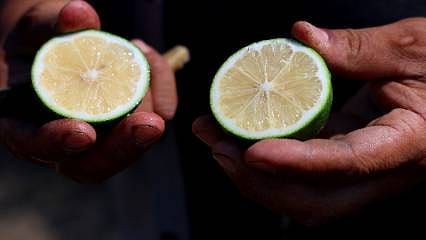 O ilimizde limon bolluğu, hasat başladı: Bahçede kilosu 6-12 lira