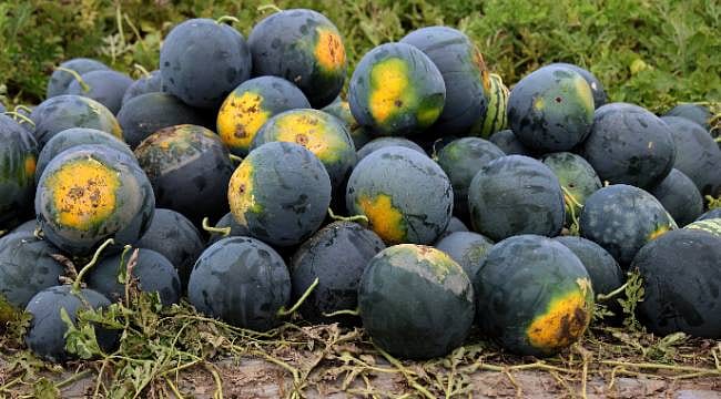 Adana'da karpuz hasadında sona gelindi