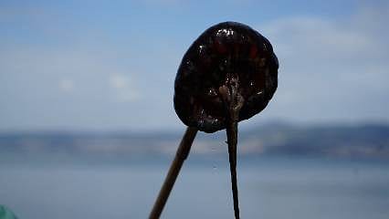 Detaylar: Sakın dokunmayın: İzmit sahillerinde pusula denizanası istilası