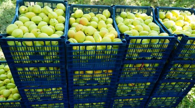 Iğdır’da "Sarı Altın" mesaisi başladı: Fiyatlar ne olacak?