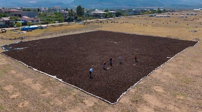 Hatay'da ormanın gizli hazinesi: Kozalaklar geçim kapısı oldu