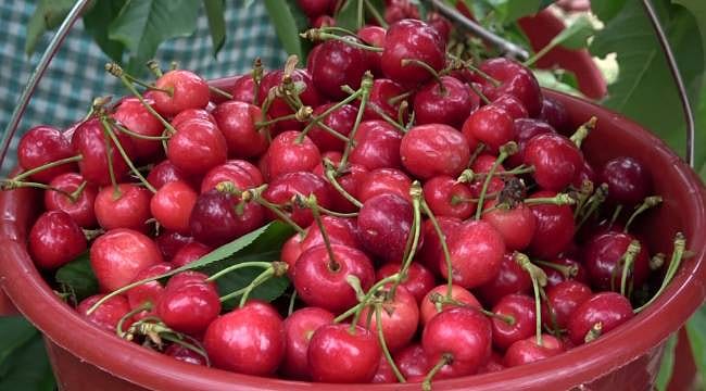 Amasya kirazı dünya yolcusu: Yüzde 30’u ihracata gidiyor