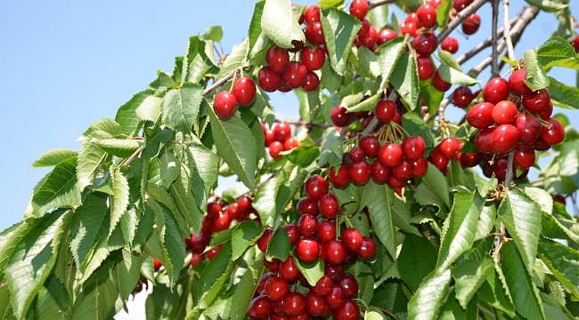 Bilecik'te bu yıl kiraz rekoltesi yüzleri güldürdü
