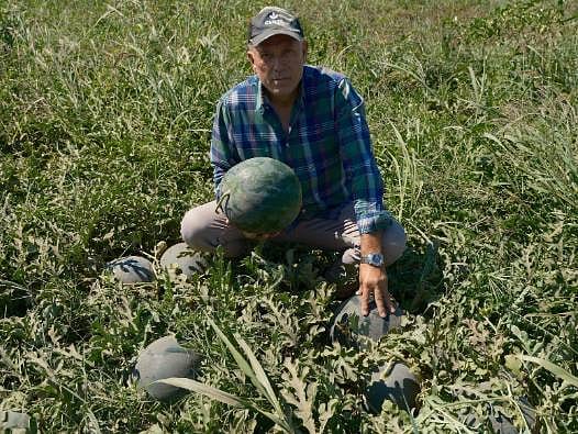 Sözleşme bile kurtarmadı: 3 bin 500 ton karpuz tarlada kaldı, 20 milyon liralık mağduriyet yaşadı