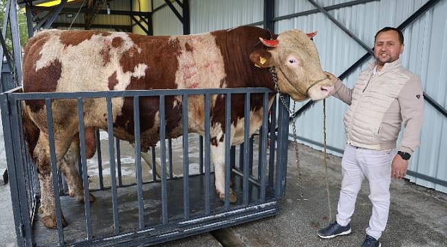 Sivas’ın heybetlisi: 1 tonluk 'Poyraz' 500 bin TL’ye alıcısını bekliyor