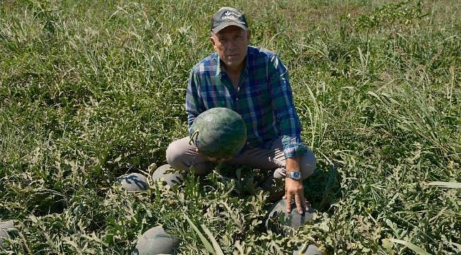 Sözleşme bile kurtarmadı: 3 bin 500 ton karpuz tarlada kaldı, 20 milyon liralık mağduriyet yaşadı