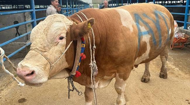 1 ton 200 kiloluk tosun alıcısını bekliyor: Tam 650 bin TL