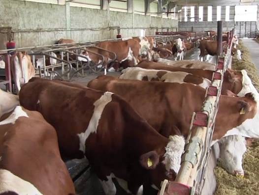 Devletten aldığı hibeyle modern bir tesis kurdu: 300 büyükbaş hayvanla günde 3 ton süt üretiyor