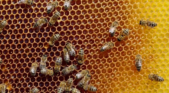 Arıcıların gözü kovanlarda: Bu yıl rekor rekolte bekleniyor
