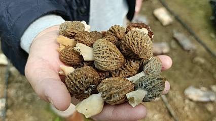 Dekarda 1 ton hedefliyor: Yeni ihracat kapısı kuzugöbeği