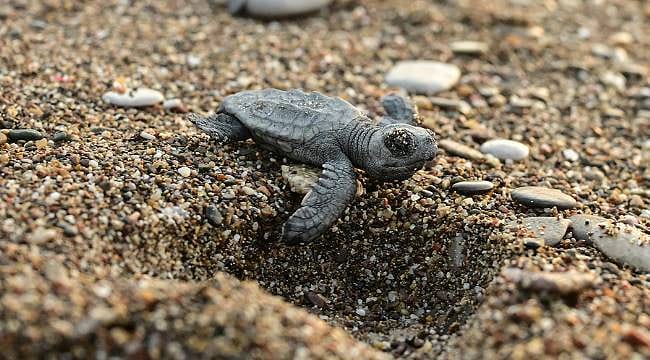 Antalya'da caretta carettaların yuvalarında yavru çıkışları sürüyor