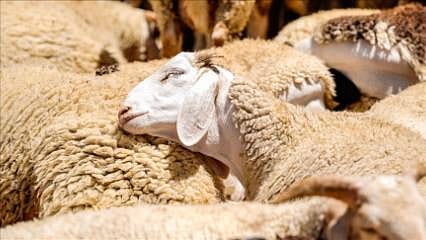 150 bin hayvan dağıtılacak: Kırsalda Bereket Projesi detayları belli oldu