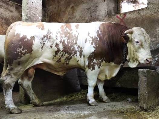 Erzurum Pazarı’nda rekor satış: 1 ton 250 kiloluk dev tosun 550 bin TL’ye alıcı buldu