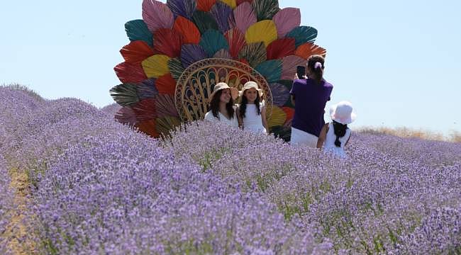 Turizmin yeni gözdesi: Tekirdağ’da lavanta zamanı