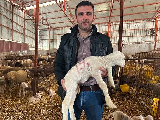 57 yıllık besiciden altın değerinde tavsiyeler: Başarılı küçükbaş hayvancılığın 4 temel kuralını anlattı