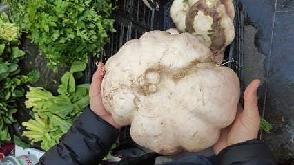 Detaylar: Görenler gözlerine inanamadı: Dev turp tam 4 kilogram geldi